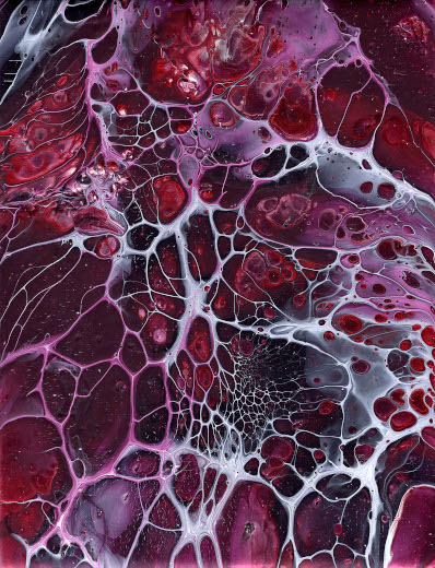 Boronia Burgundy 2